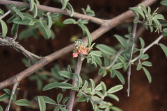 Indigofera oblongifolia
